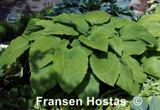 Hosta Mikado